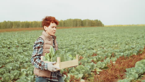 woman carrying crate with fresh cabbage through farm field