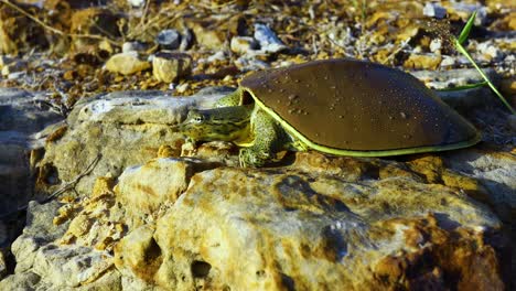 Stachelige-Weichschildkröte-Auf-Einem-Felsvorsprung