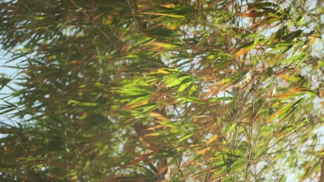 cerca de las hojas de bambú en la luz de la hora dorada