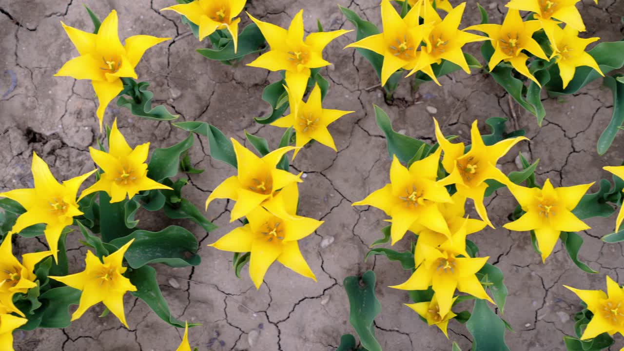 top down of yellow Jonquières tulips in season with cracked dry soil in a field