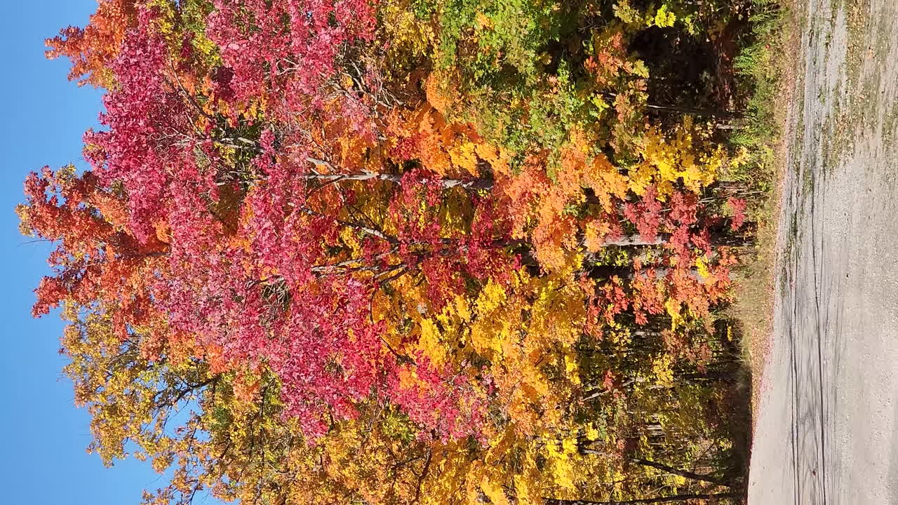한낮에 빛나는 활기찬 다채로운 가을 가을 삼림 지대 숲
