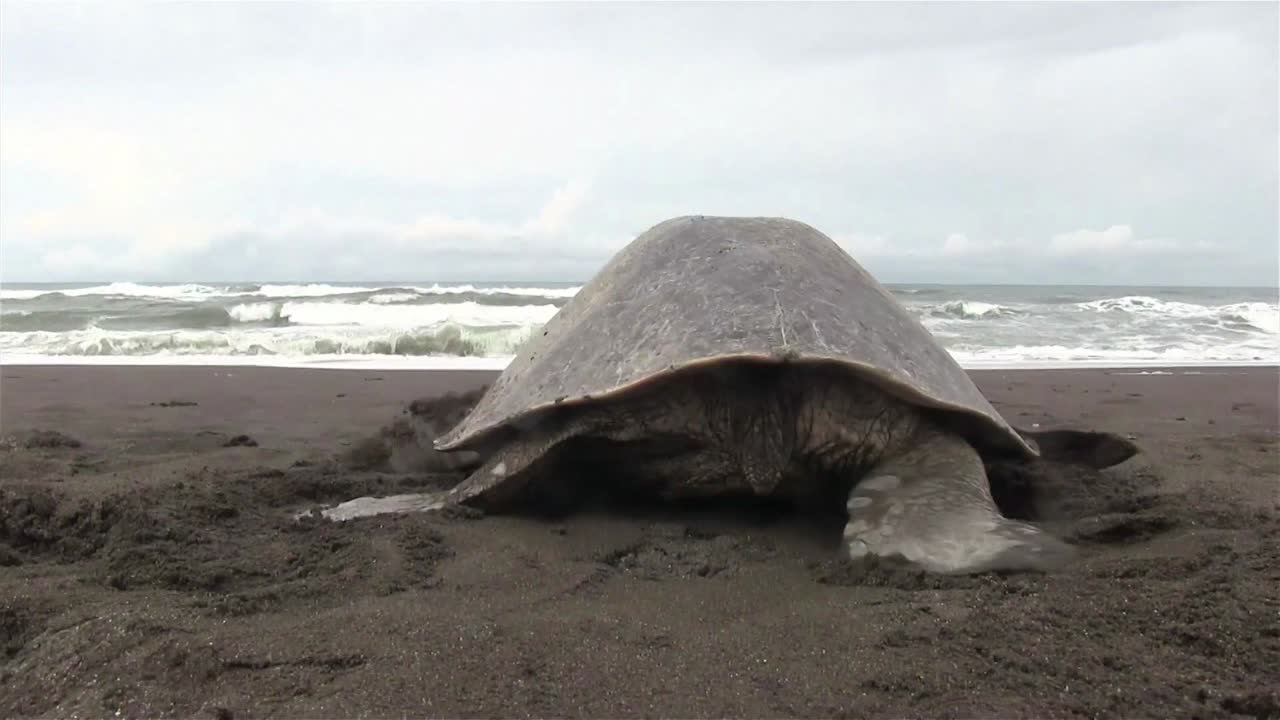 Tartaruga marina olivacea striscia di nuovo in mare dopo aver deposto le uova nella sabbia