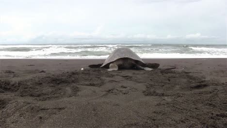 Olive-Ridley-Meeresschildkröte-Kriecht-Zurück-Ins-Meer,-Nachdem-Sie-Eier-In-Den-Sand-Gelegt-Hat