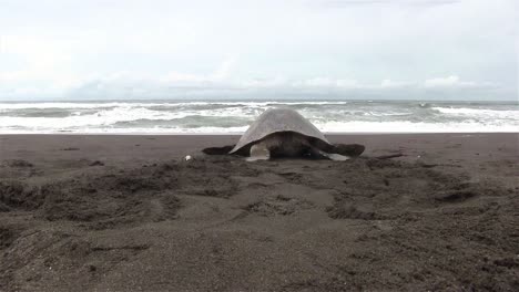 olive ridley sea turtle crawls back into the sea after laying eggs in the sand