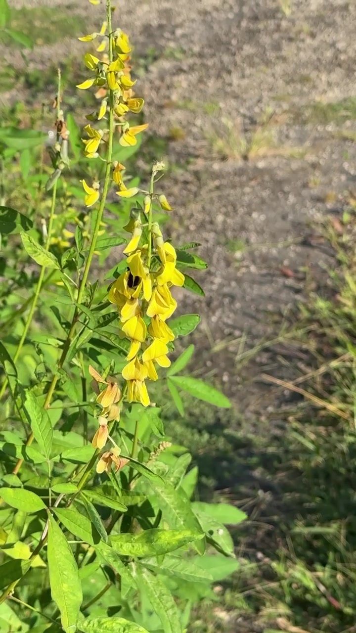 Black Bee Pollinating Yellow Wildflowers in a Sunny Field