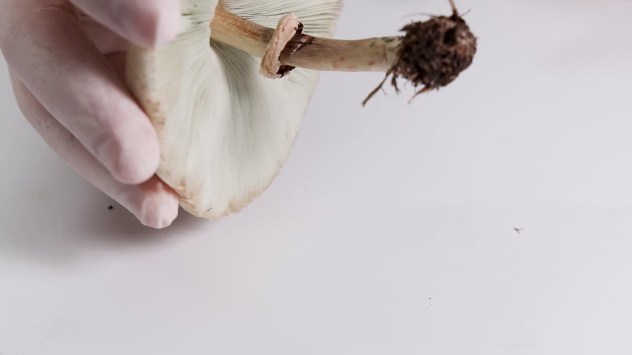 Close-up of hands inspecting a mushroom's structure on a white surface under bright lighting