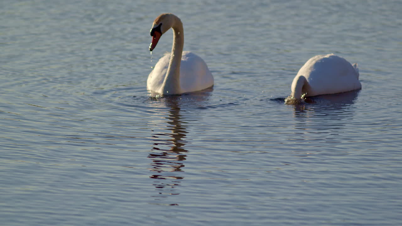 Slow-motion visuals of swans foraging at daybreak.