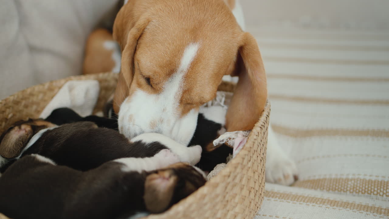 A female beagle gently licks her puppies, which lie in a basket on the couch.