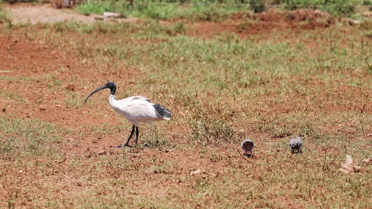 이비스는 잔디에 있는 비둘기들과 상호작용합니다.