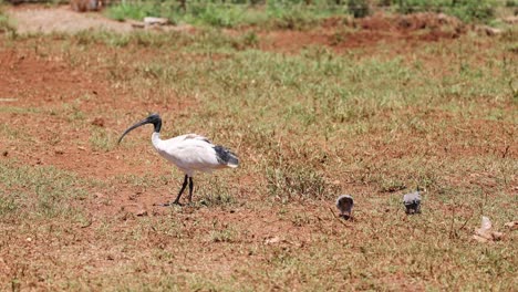 un ibis interactúa con las palomas en tierras de hierba.