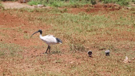 an ibis interacts with pigeons on grassy land.