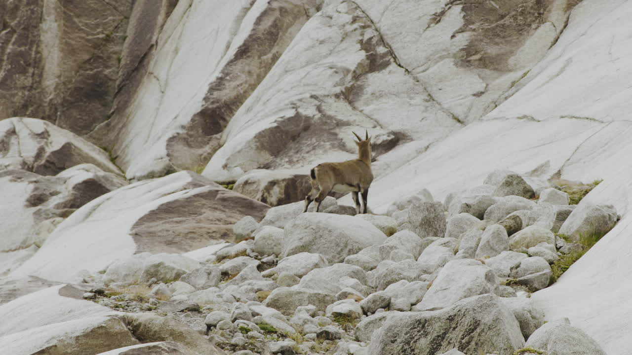 Mountain Goat on Rocky Terrain