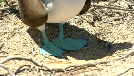 extreme close up of the feet of a blue-footed booby in the galalagos islands