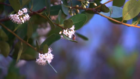 Fleißige-Honigbiene,-Apis-Mellifera,-Fliegt-Von-Einem-Cluster-Zum-Anderen-Cluster-Von-Flussmangroven,-Aegiceras-Corniculatum,-Bestäubt-Die-Blüten-Während-Der-Frühlingssaison,-Nahaufnahme