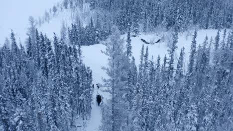 aerial view directly above dog sledders in the forest