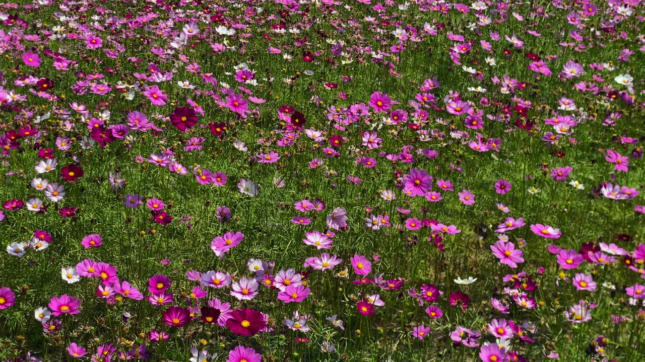 오후 햇살을 받으며 화사하게 피어난 정원 코스모스의 아름다운 들판