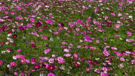 Un-Hermoso-Campo-De-Cosmos-De-Jardín-Que-Florece-Vibrantemente-Bajo-El-Sol-De-La-Tarde