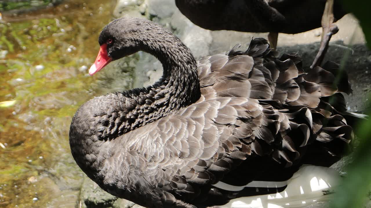 Black Swan Preening by Water