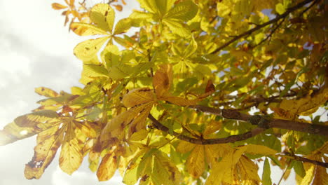 Beautiful-Golden-Yellow-Fall-Leaves-with-blue-sky-and-clouds-in-the-background-on-autumn-day-1