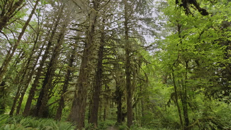 Regenwald-Des-Olympischen-Nationalparks-Mit-Bäumen,-Die-Mit-Moos-Und-Grün-Bedeckt-Sind