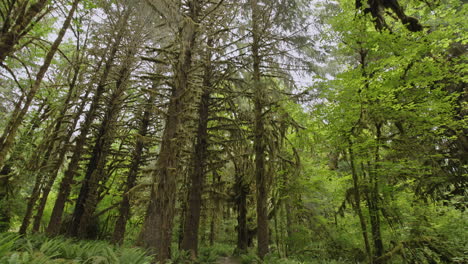 olympic national park rain forest with trees covered in moss and greenery