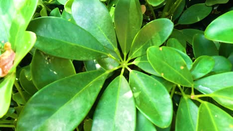 close-up view of vibrant green leaves