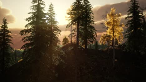 summer forest in mountain landscape