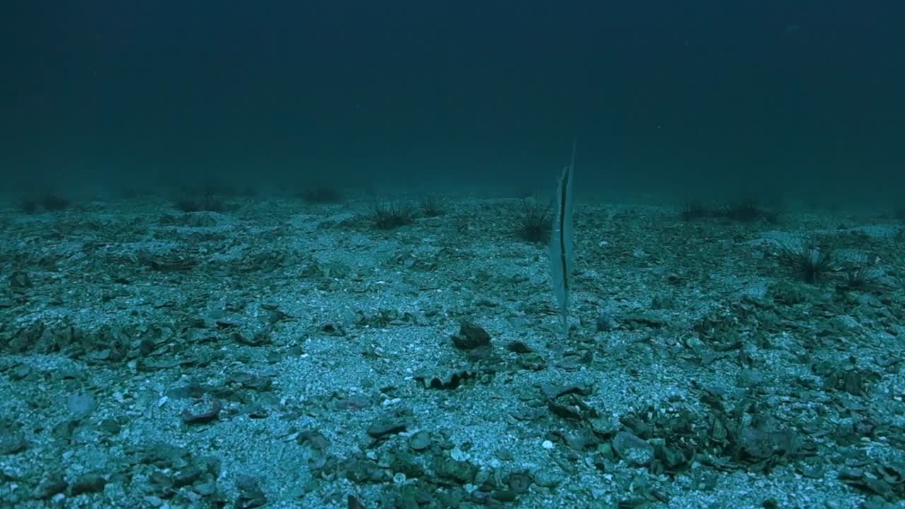 Single Adult Razorfish Shrimpfish Swims near Urchins in Open Ocean