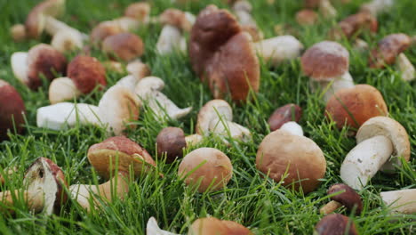 hongos boletus recién recogidos en hierba verde