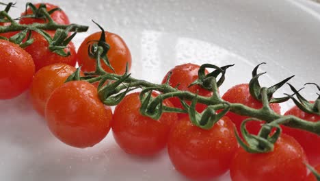 movimiento a lo largo de los tomates rojos frescos cultivados en la rama