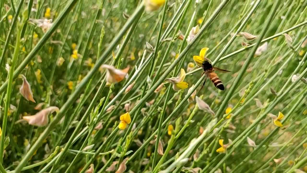 Honey bee collecting juice from the wild grass flowers, slow motion footage.