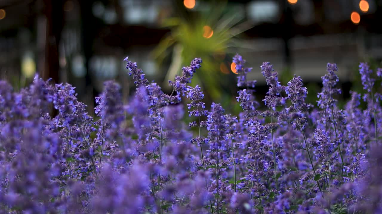 Bellissimo campo urbano di lavanda con api che volano dentro e fuori.