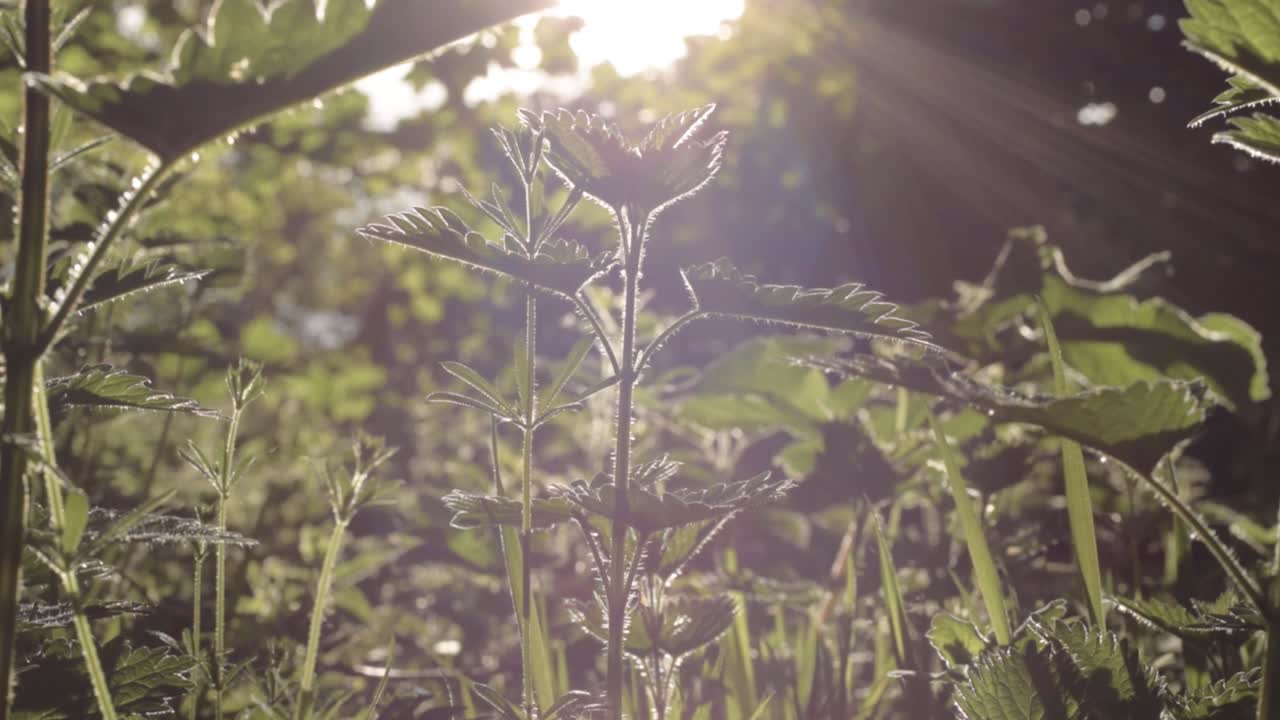 Stinging nettles growing wild in woodland in sunshine close up panning shot