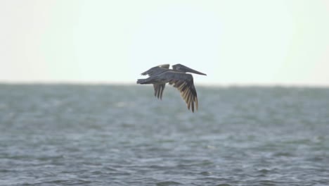 brown pelican glides and flies along the ocean and sky in slow motion