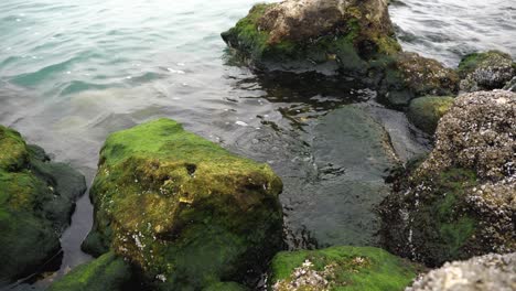 stones and rocks covered by moss along water and sea waves near corniche doha bay, doha, qatar, middle east