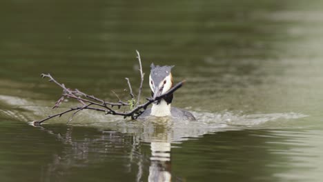 kingfisher with a branch