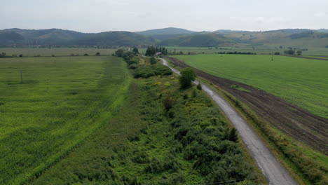 Flying-over-a-winding-road-in-the-forest-with-trees-on-both-sides-in-hungary