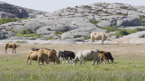 heard of cows grazing with coastal granite background, slow motion