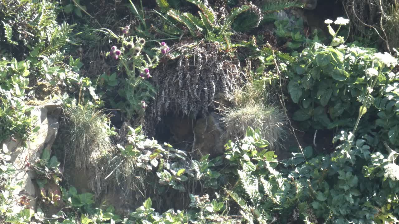 Pigeon guillemot in breading plumage flying out of the burrow nest on the side of a cliff