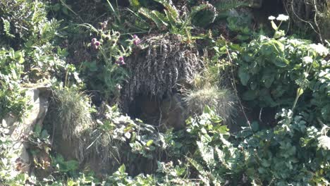 pigeon guillemot in breading plumage flying out of the burrow nest on the side of a cliff