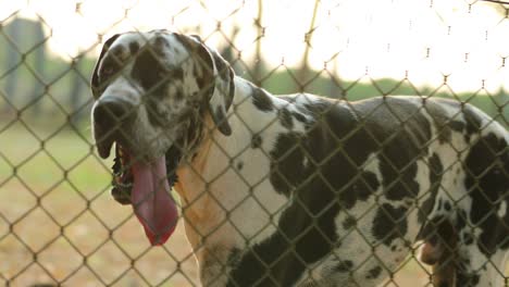 gran raza danesa vagando detrás de las cercas contra intrusos alienígenas y forasteros. perro protegiendo propiedad pirvate y ladrando detrás de rejas en 4k