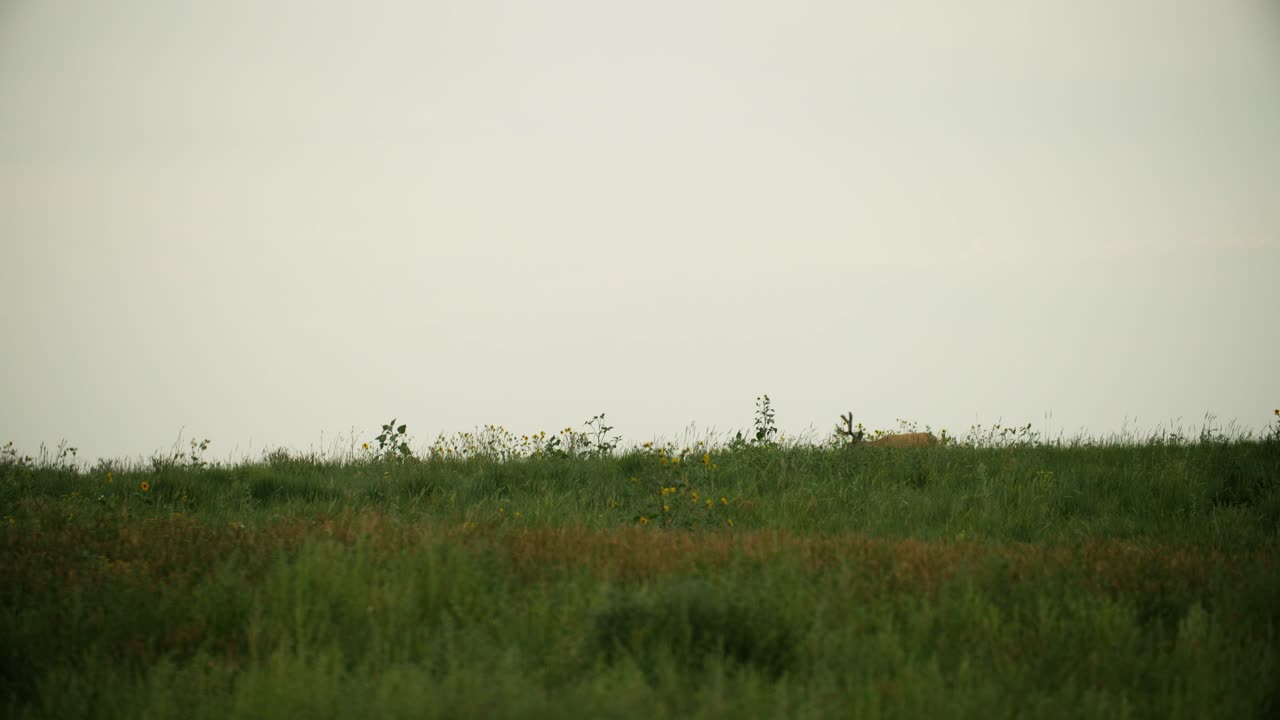 남성 mule 사 ⁇  odocoileus hemionus는 여름 동안 rmanwr에서 산맥을  ⁇ 고 있습니다.