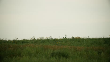 male mule deer odocoileus hemionus walking the ridgeline during summer on rmanwr