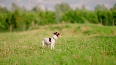 puppy dog standing in a green open field on a sunny day