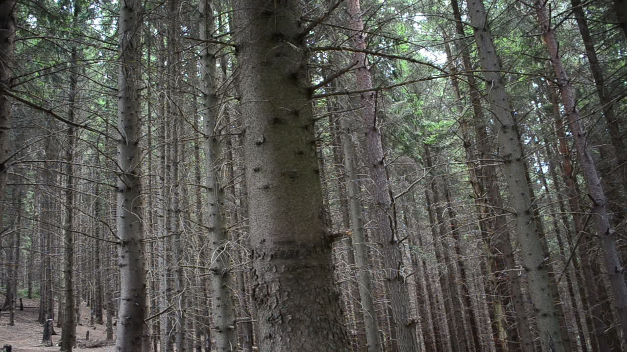 Pini nel bosco. Pini alti