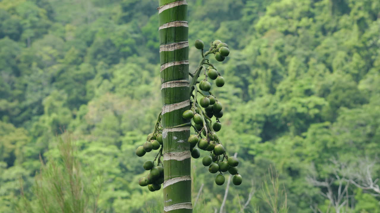 Thân cây cọ nhiệt đới với chùm quả xanh, phía sau là sườn đồi rừng rậm ở Koh Samui, Thái Lan.
