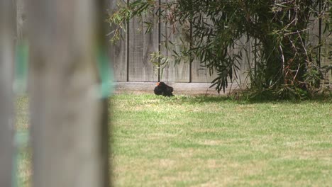 common blackbird sunning sitting on grass in garden daytime hot australia maffra gippsland victoria slow motion