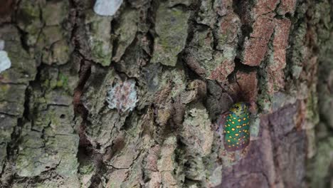 seen from the top as it is moving and shaking its body while it is going up the tree, saiva gemmata lantern bug, thailand