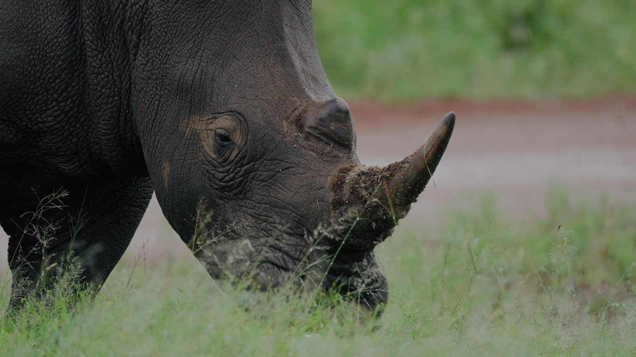 자연 서식지 에서 있는  ⁇  코 ⁇ 소