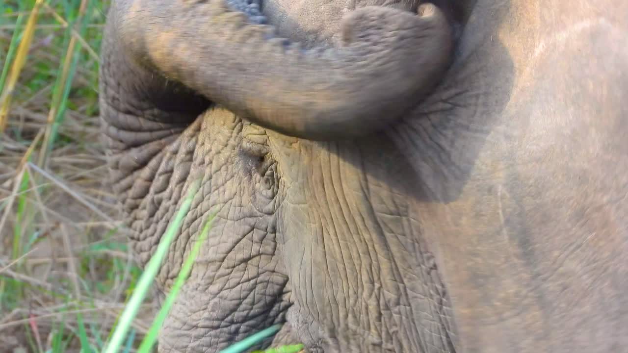 elefante en su hábitat